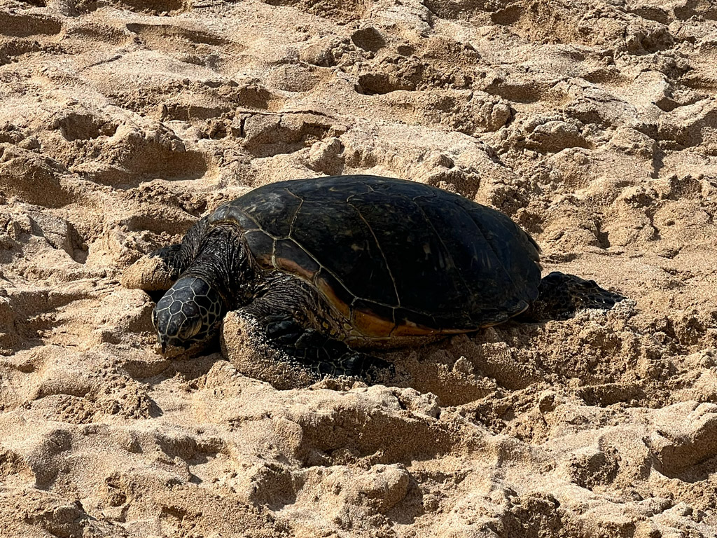 Sea turtle at Laniakea Beach