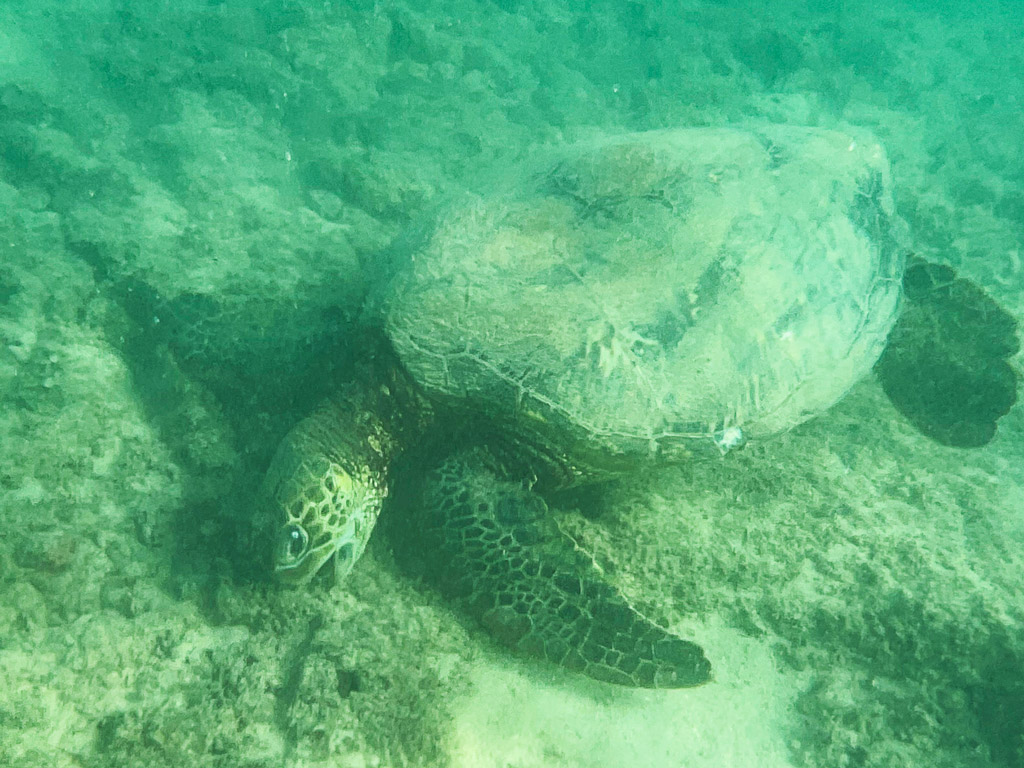 Sea turtle at Turtle Beach