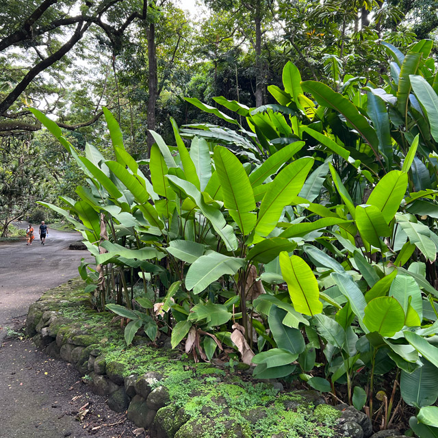 Waimea Valley botanical gardens