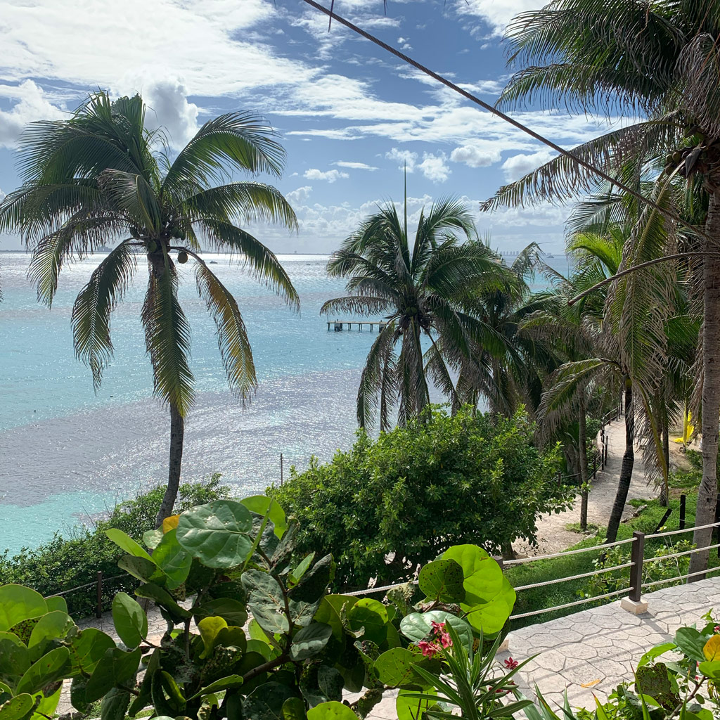 Palm trees on Isla Mujeres