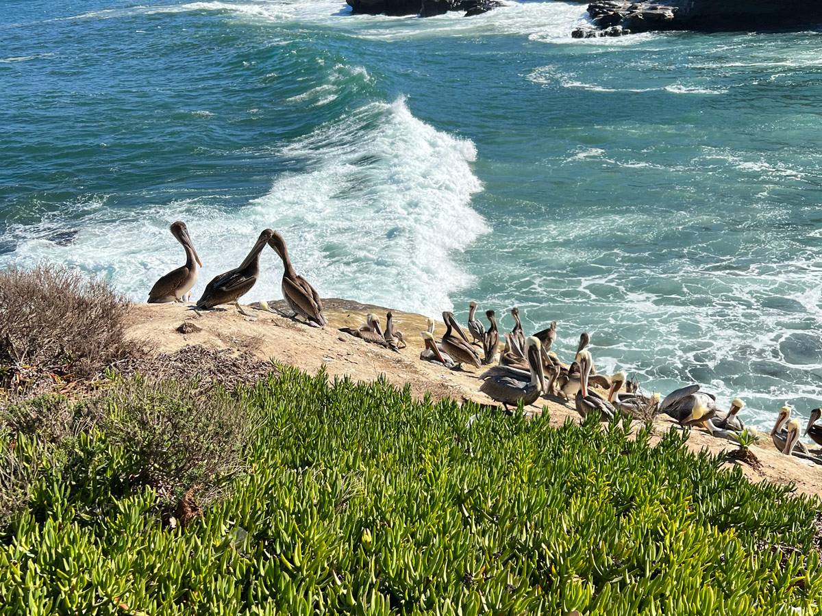 Pelicans at La Jolla Cove