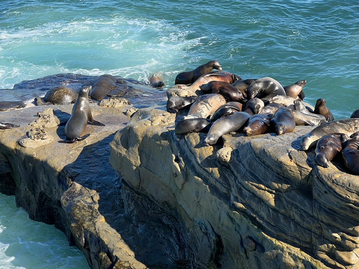 Sea Lions at La Jolla Cove