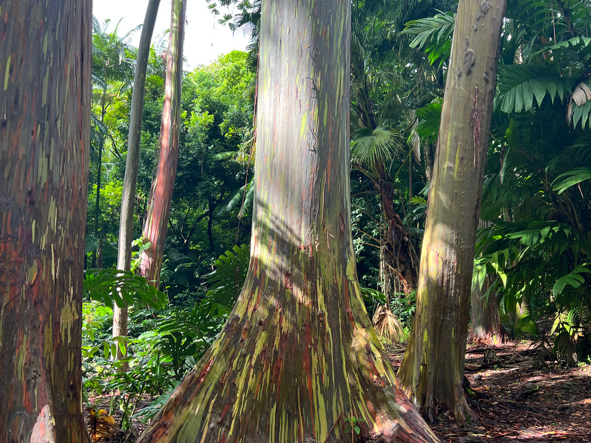 Rainbow eucalyptus trees, Ke’anae Arboretum, Maui